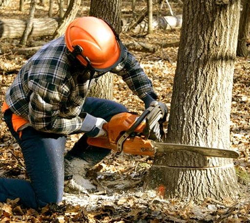 Tree Removal in Waukomis, OK